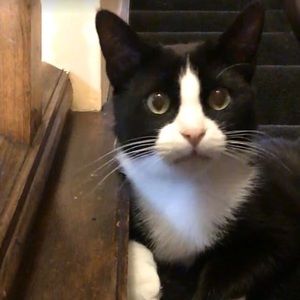 Meet your Posher, Allison